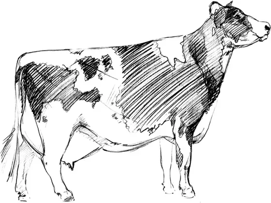 Image of Mammals Cows