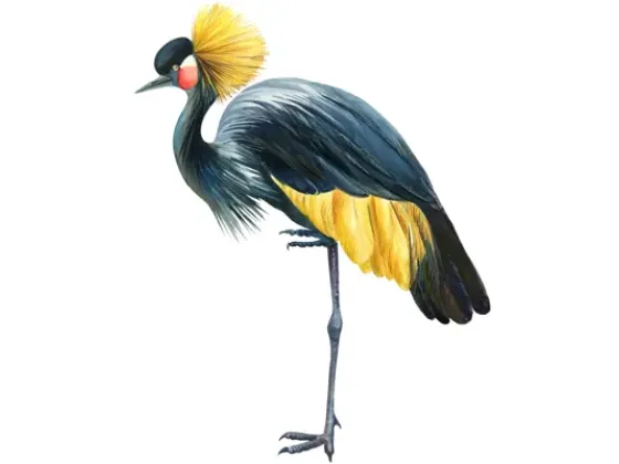 Image of Birds Selection