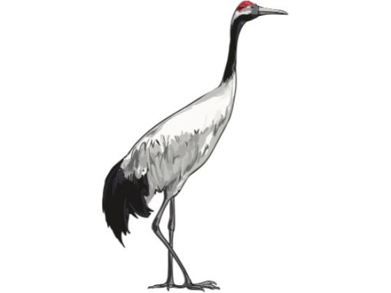 Image of Birds 05