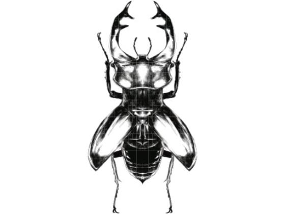 Image of Invertebrates 04
