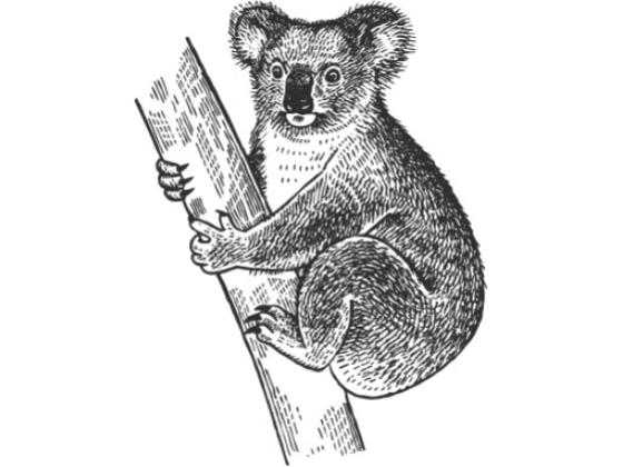 Image of Mammals Oceania