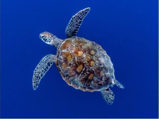 Image of Reptiles Oceania
