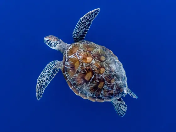 Image of Reptiles Oceania
