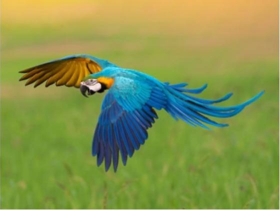 Image of Birds South America 01