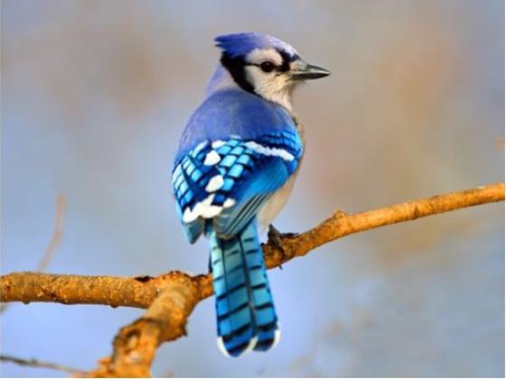 Image of Birds North America 01