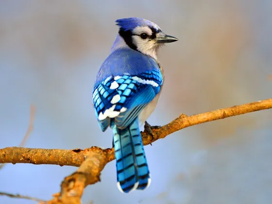 Image of Birds North America A