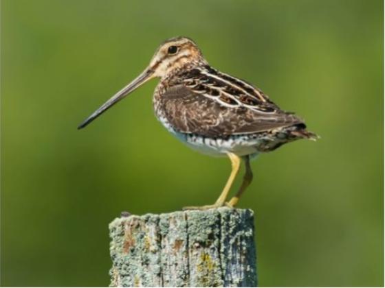 Image of Birds North America 02