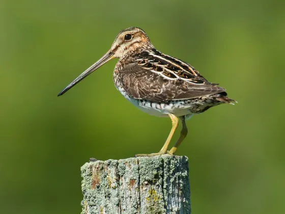 Image of Birds North America B