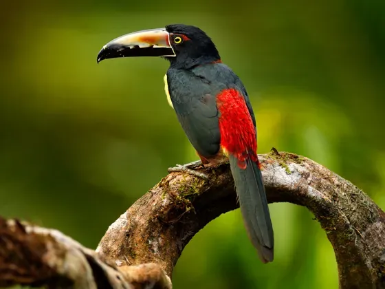 Image of Birds North America C
