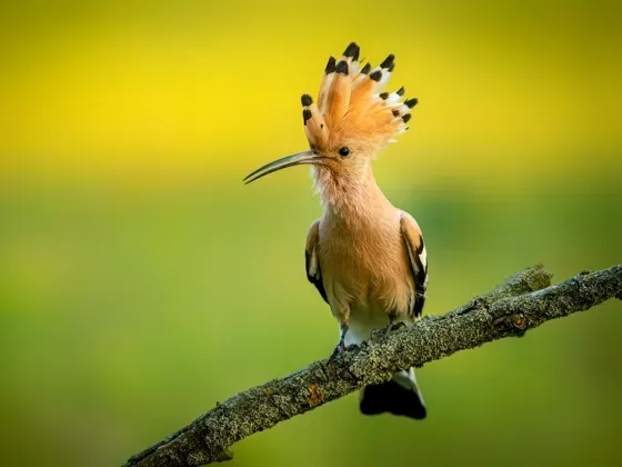 Image of Birds Europe A