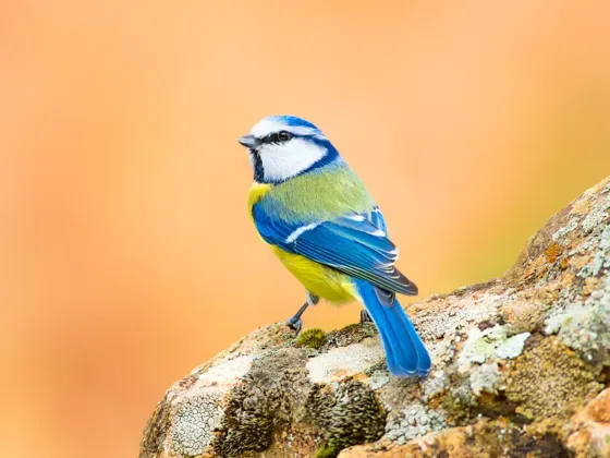 Image of Birds Europe B