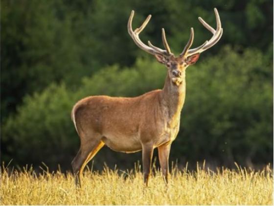 Image of Mammals of Ukraine