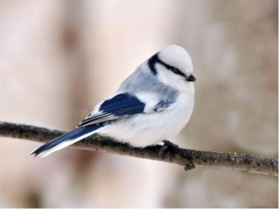 Image of Birds of Ukraine