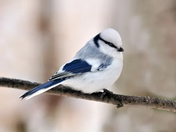 Image of Birds of Ukraine