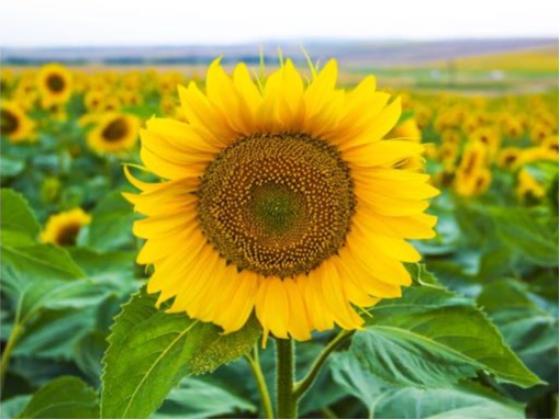 Image of Flowers of Ukraine