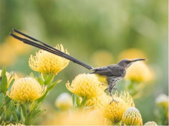 Image of Birds Africa 01