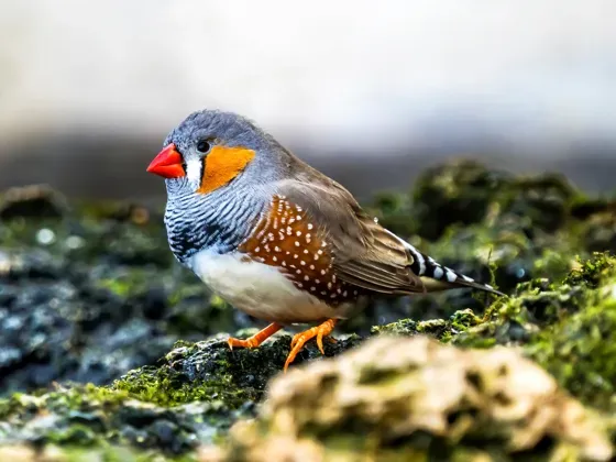 Image of Birds Africa B