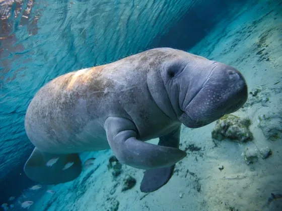 Image of Mammals South America A