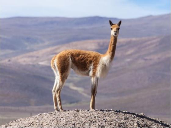 Image of Mammals South America 02