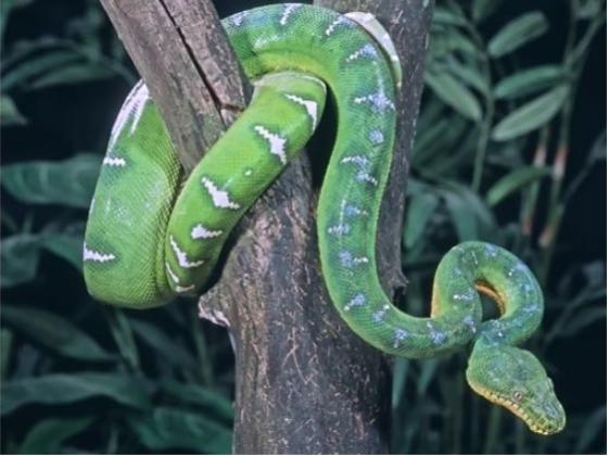 Image of Reptiles South America