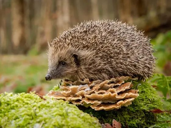 Image of Mammals Europe A