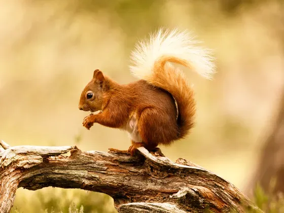 Image of Mammals Europe B