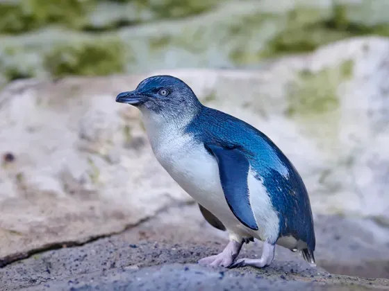 Image of Birds Oceania B