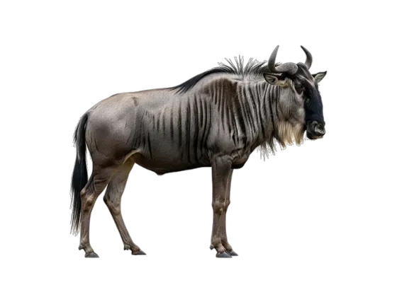 Image of Mammals Antelopes Africa