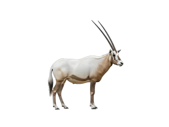 Image of Mammals Antelopes Asia