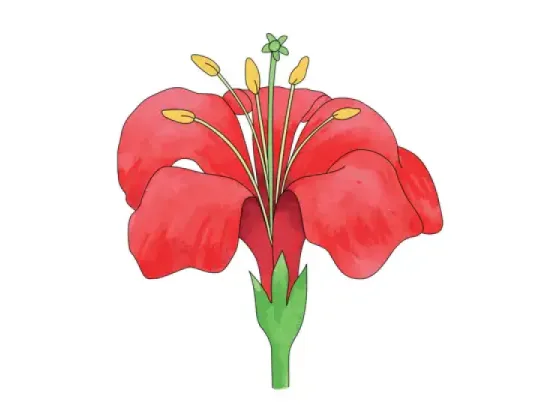 Image of Parts of the Flower