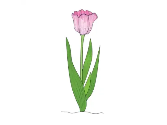 Image of The Placement of the Flower on the Plant
