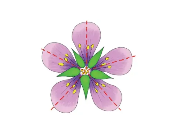 Image of Symmetry of the Flower