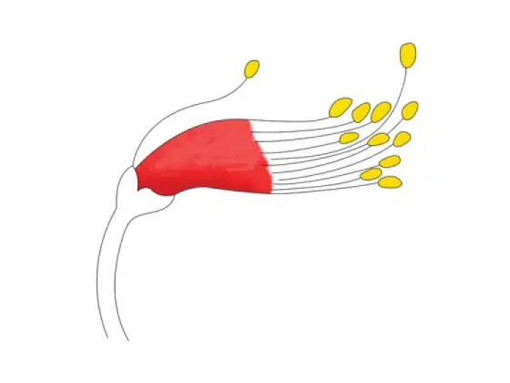 Image of Types of United Stamens