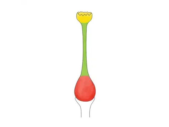 Image of Parts of the Pistil