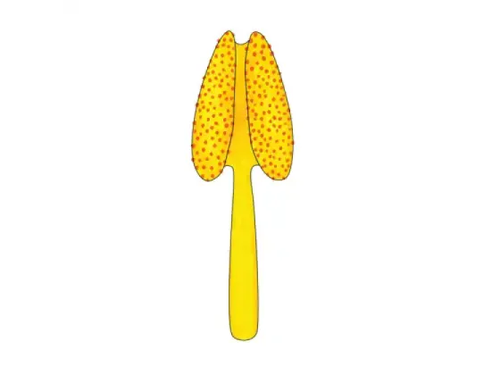 Image of Parts of the Stamen