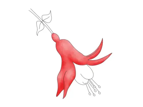 Image of Types of Sepals