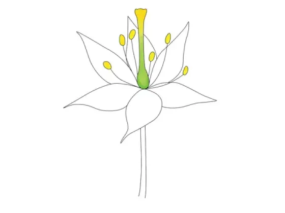 Image of Position of the Ovary