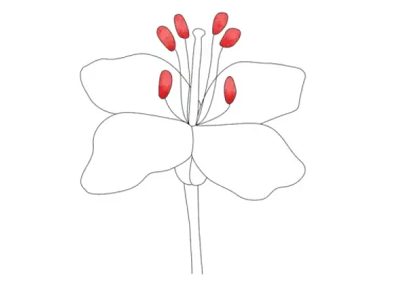 Image of Types of Stamens