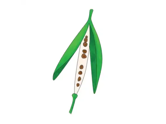 Image of Types of Dry Fruit