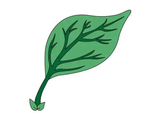 Image of Parts of the Leaf