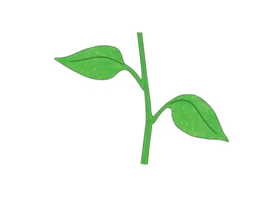 Image of Types of Leaves 2