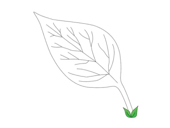 Image of Types of Leaves 3