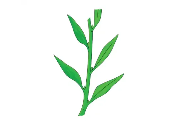 Image of Types of Leaves 4