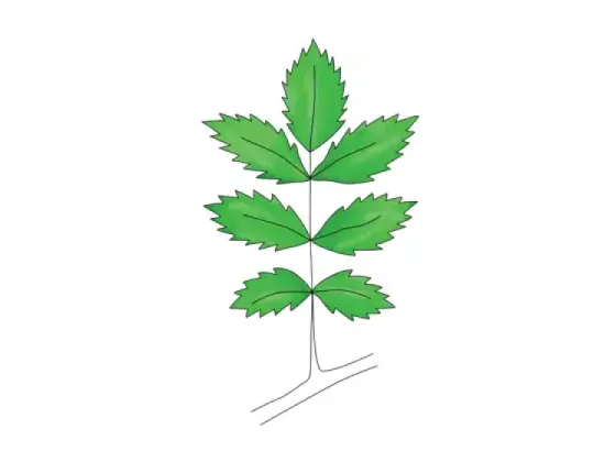 Image of Types of Compound Leaves