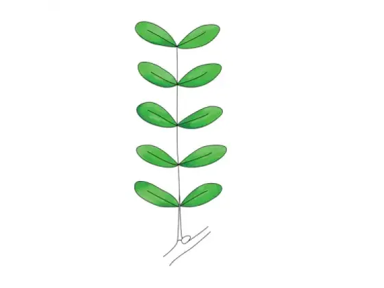 Image of Types of Pinnately Compound Leaves 1