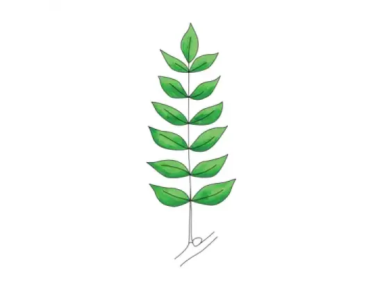 Image of Types of Pinnately Compound Leaves 2