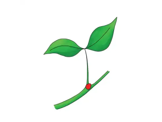 Image of Types of Palmately Compound Leaves