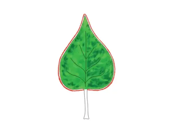 Image of Leaf Margins