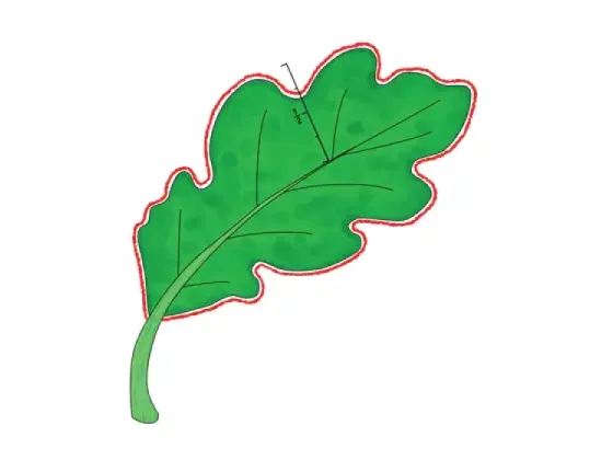 Image of Types of Pinnately Veined Leaves with Lobed Margins 