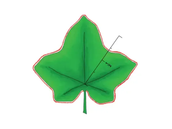 Image of Types of Palmately Veined Leaves with Lobed Margins
